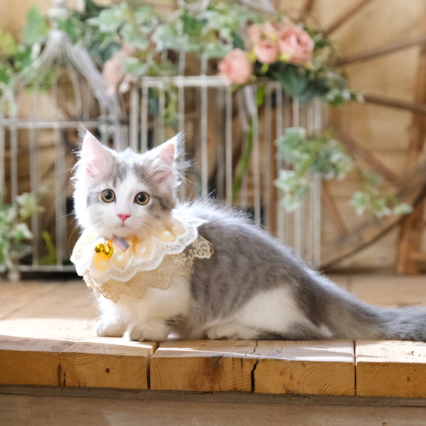 さいたま市　大宮　フォトスタジオラヴュー本店　ペット　記念写真