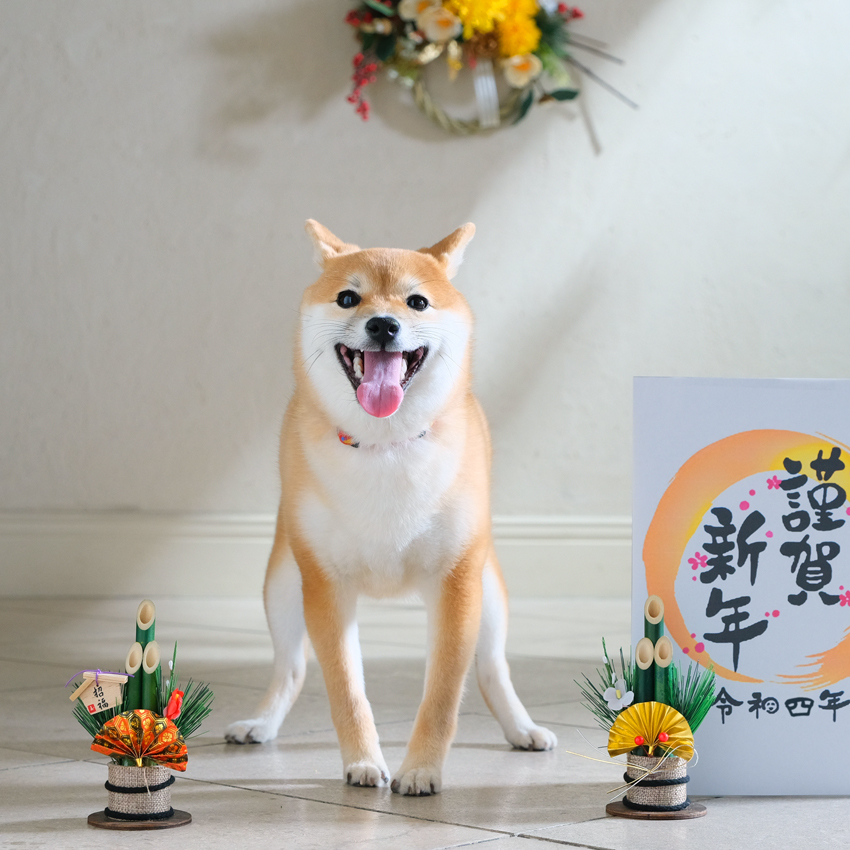 さいたま市　大宮　フォトスタジオラヴュー本店　ペット　記念写真