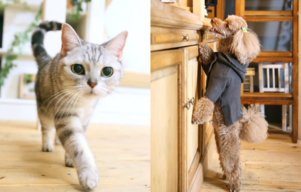 さいたま市大宮、豊島区池袋の写真館、フォトスタジオラヴューのペット記念写真