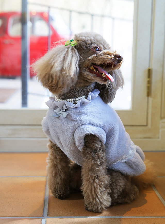 さいたま市大宮フォトスタジオラヴュー本店で撮影されたペットの記念写真、犬１