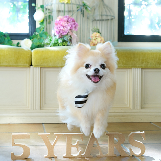 さいたま市大宮のフォトスタジオラヴュー本店で撮影されたペット写真_５歳の誕生日で用意した文字をピョンと飛び越える主役の犬のペット写真です