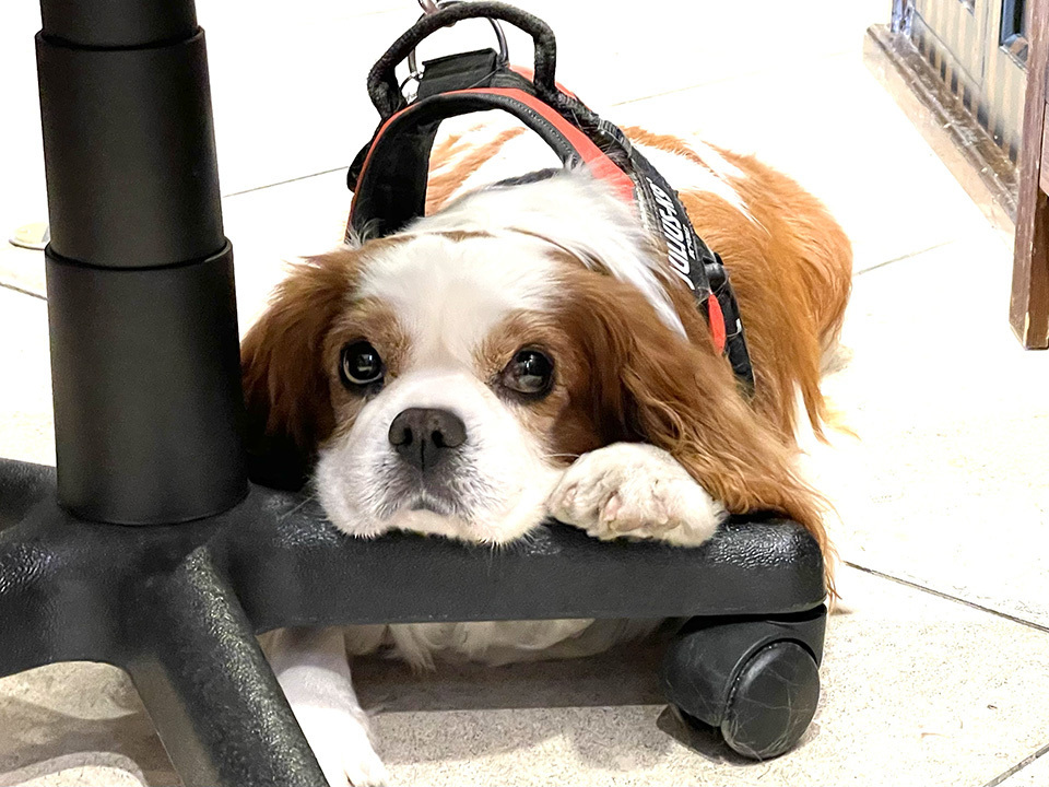 フォトスタジオラヴューの看板犬「ココ」