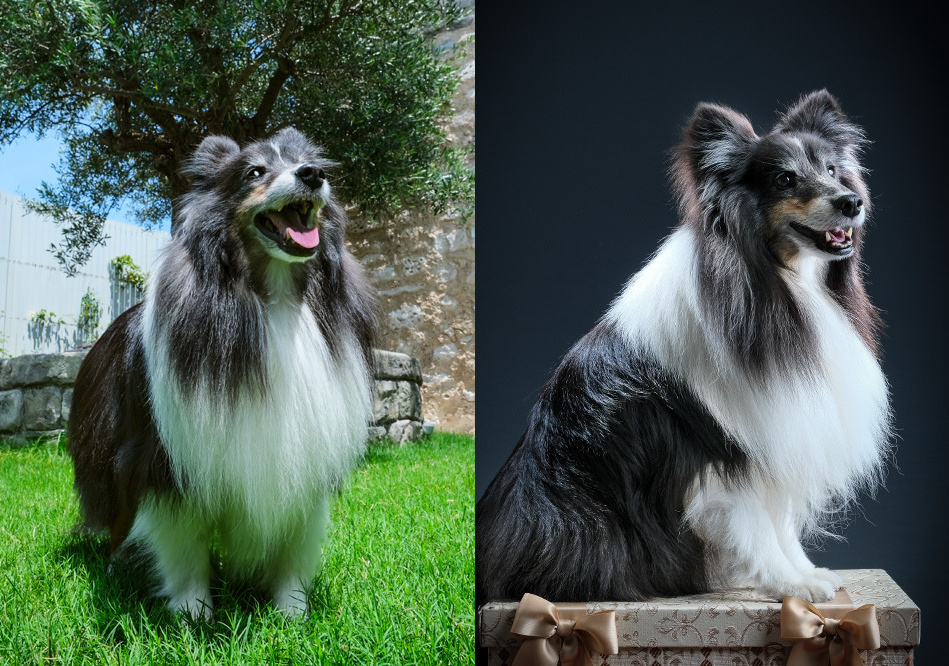 さいたま市大宮、豊島区池袋の写真館、フォトスタジオラヴューのペットと記念写真