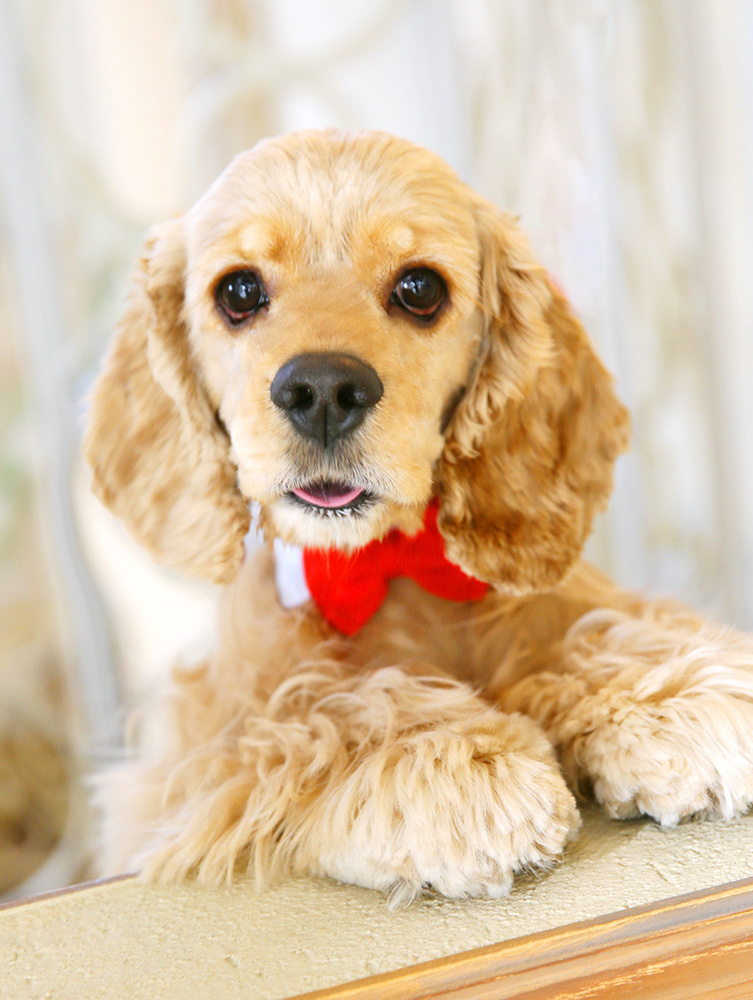 さいたま市大宮フォトスタジオラヴュー本店で撮影されたペットの記念写真、犬５