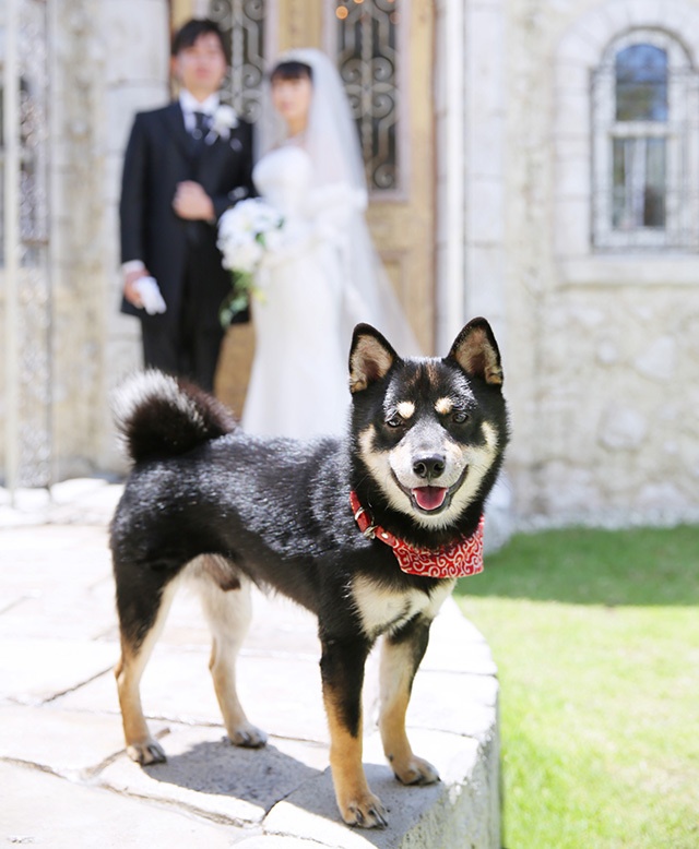 さいたま市大宮フォトスタジオラヴュー本店で撮影されたペットの記念写真、犬３
