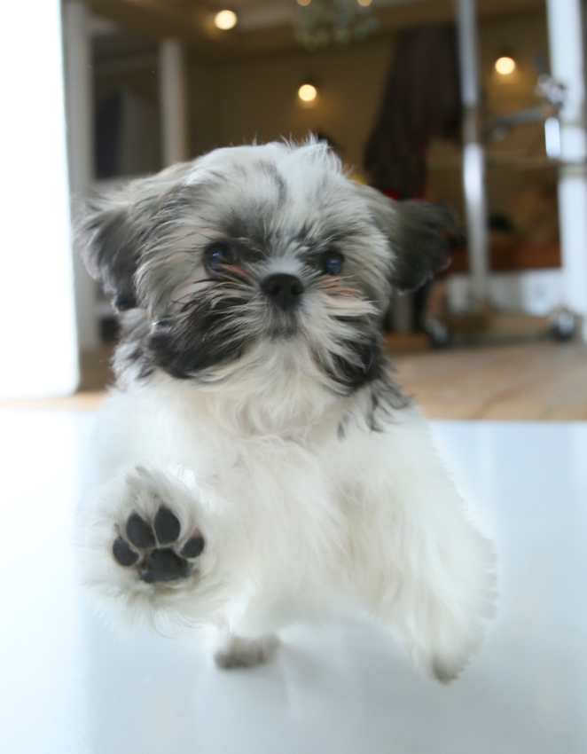 さいたま市大宮フォトスタジオラヴュー本店で撮影されたペットの記念写真、犬6