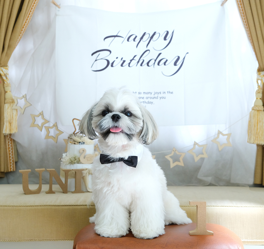 さいたま市　大宮　フォトスタジオラヴュー本店　ペット　記念写真