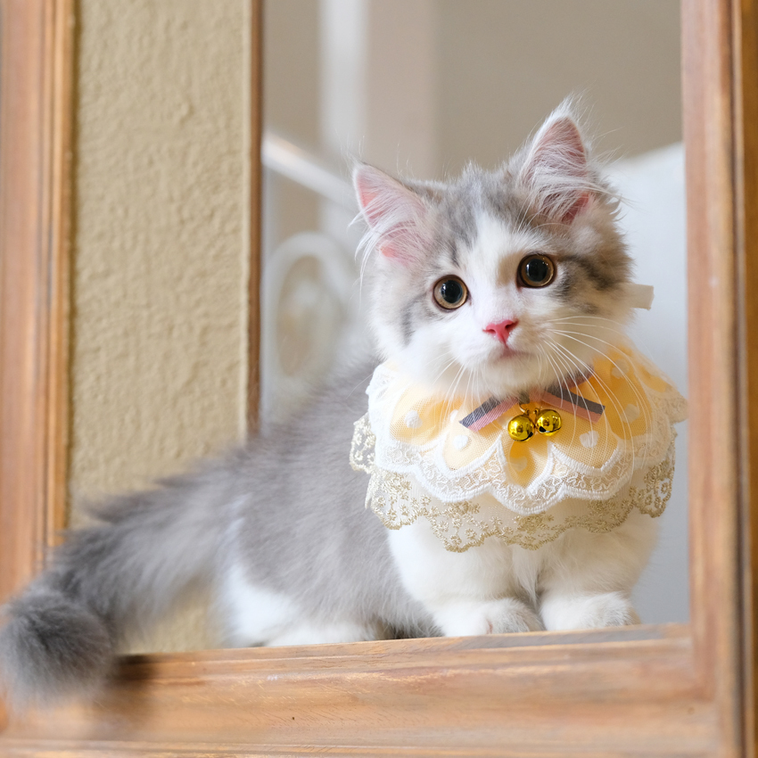 さいたま市　大宮　フォトスタジオラヴュー本店　ペット　記念写真