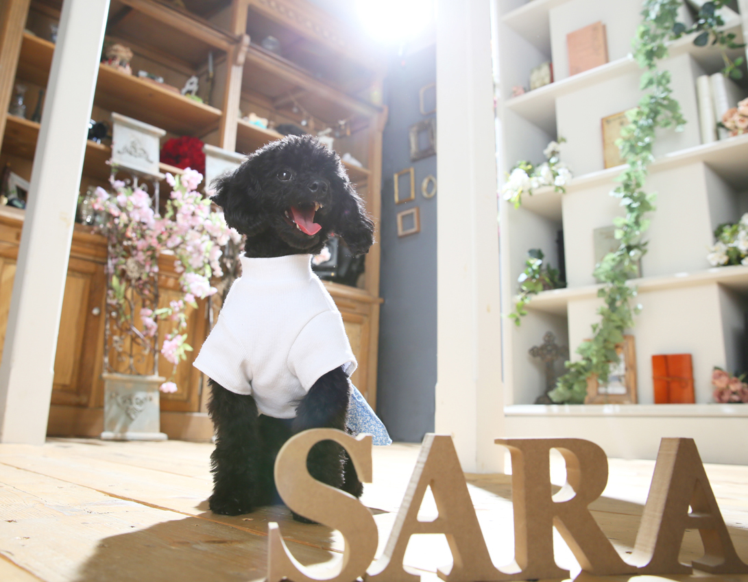 さいたま市　大宮　フォトスタジオラヴュー本店　ペット　記念写真