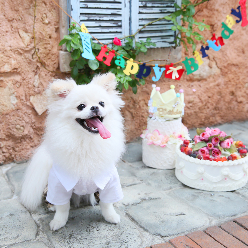 さいたま市　大宮　フォトスタジオラヴュー本店　ペット　記念写真