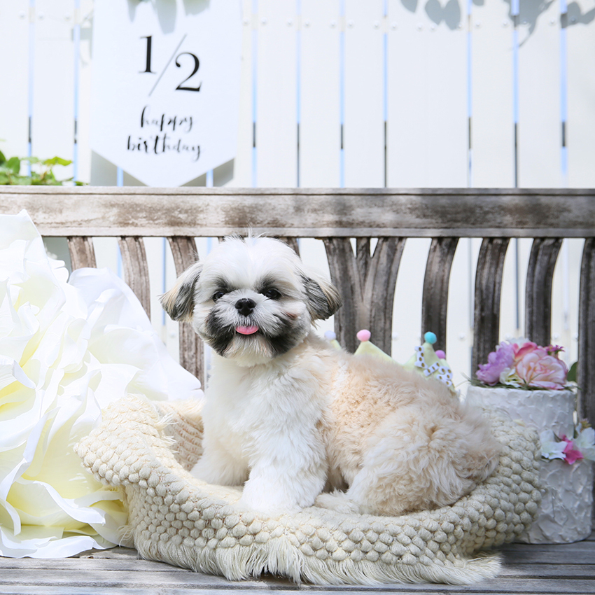 さいたま市　大宮　フォトスタジオラヴュー本店　ペット　記念写真