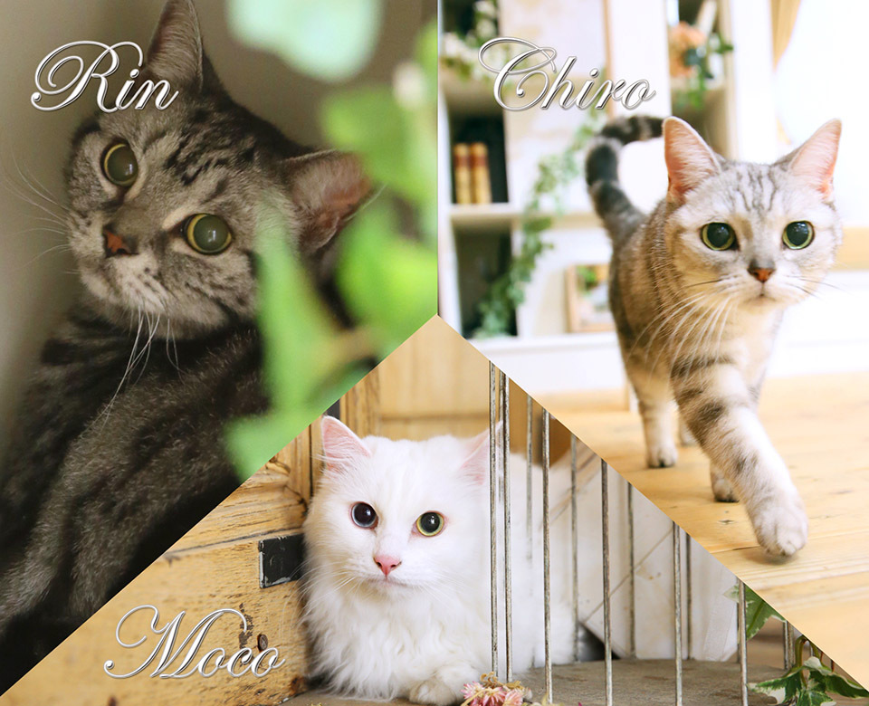 さいたま市大宮フォトスタジオラヴュー本店で撮影されたペットの記念写真、猫１