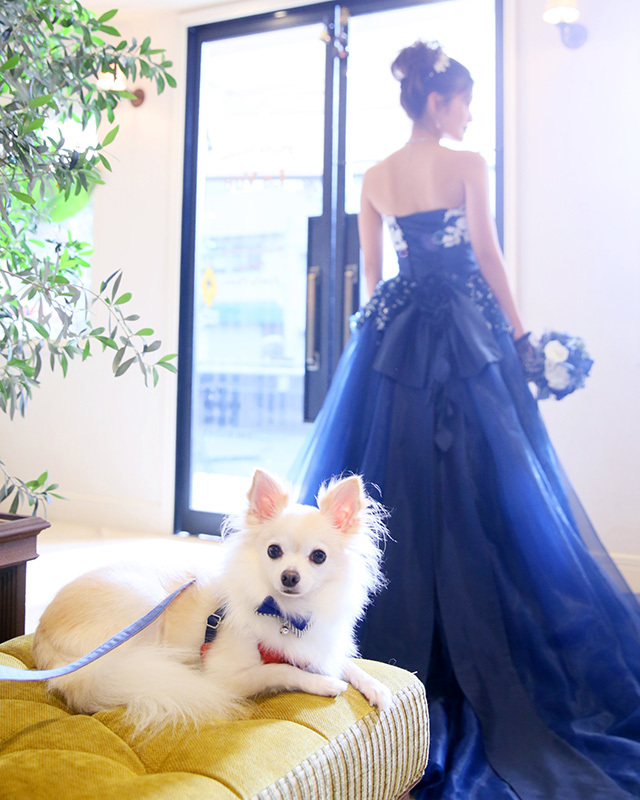 さいたま市大宮フォトスタジオラヴュー本店で撮影されたペットの記念写真、犬２