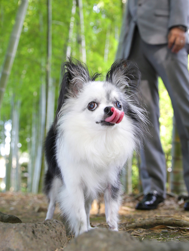 さいたま市大宮フォトスタジオラヴュー本店で撮影されたペットの記念写真、犬５