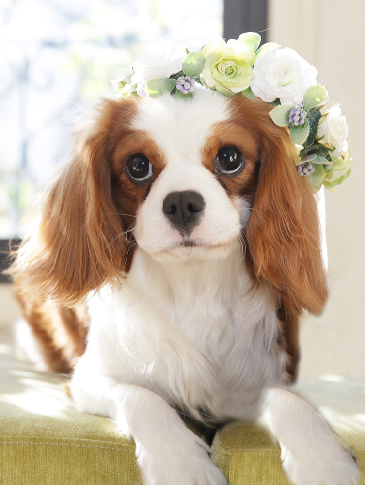 さいたま市大宮フォトスタジオラヴュー本店で撮影されたペットの記念写真、犬５