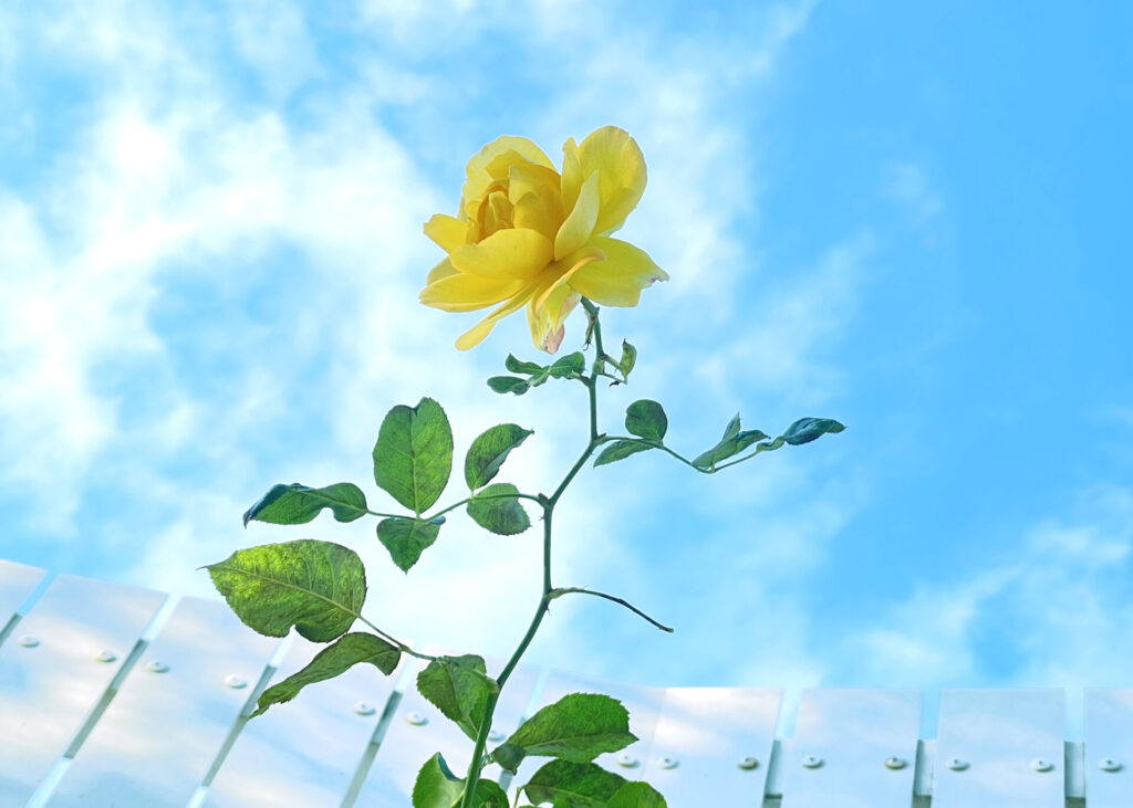 バラの家に行った