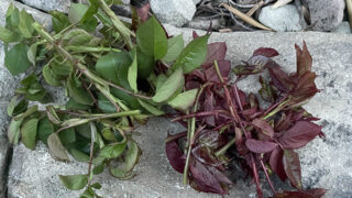 ソフトピンしたバラの芽