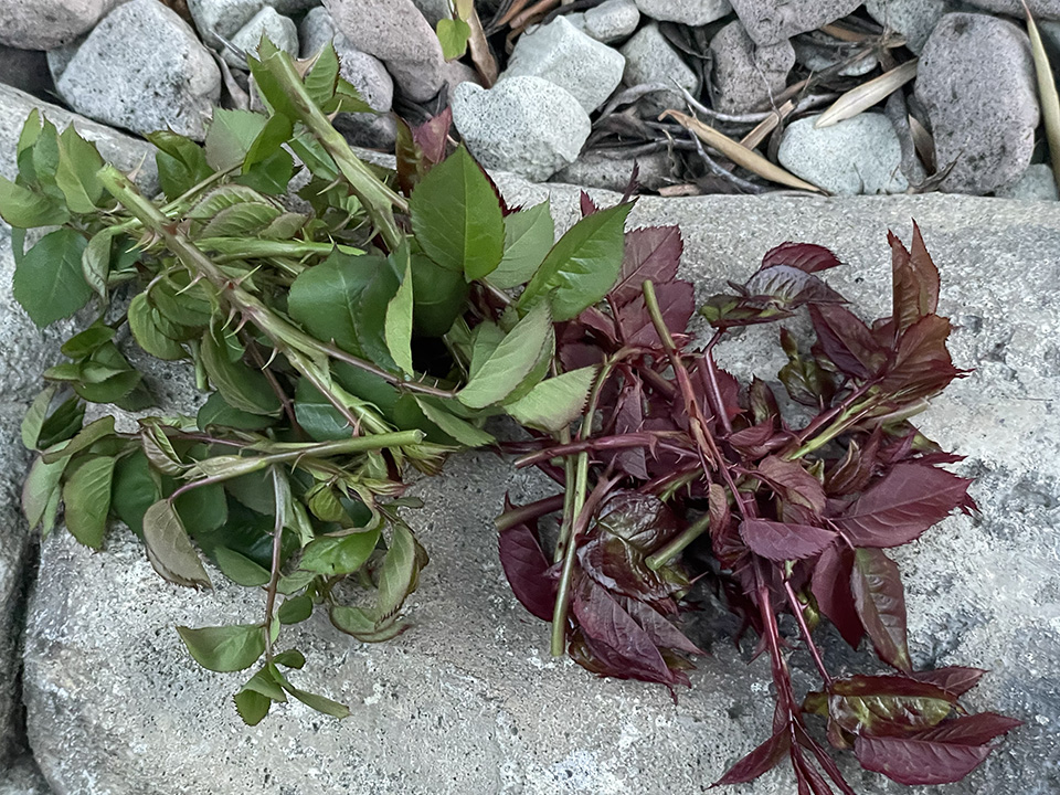 ソフトピンしたバラの芽